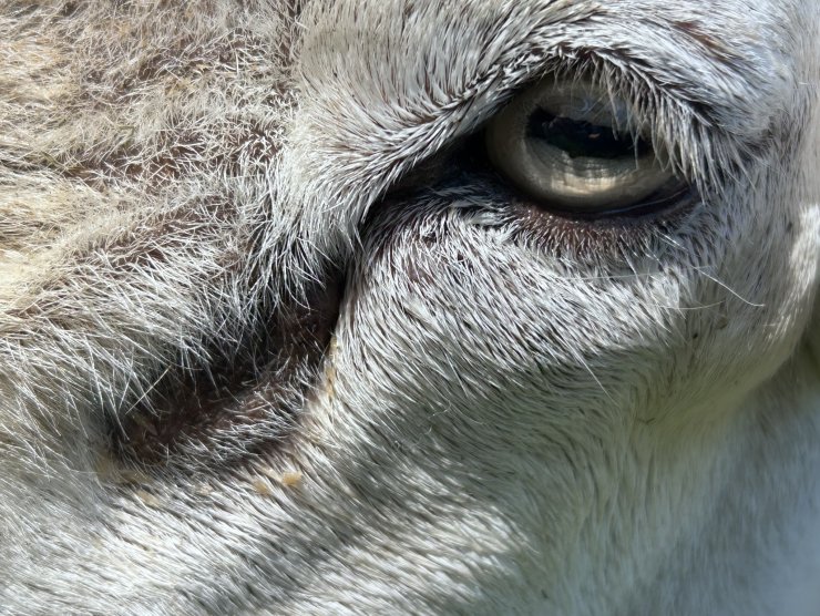 Katarální horečka ovcí - Bluetongue