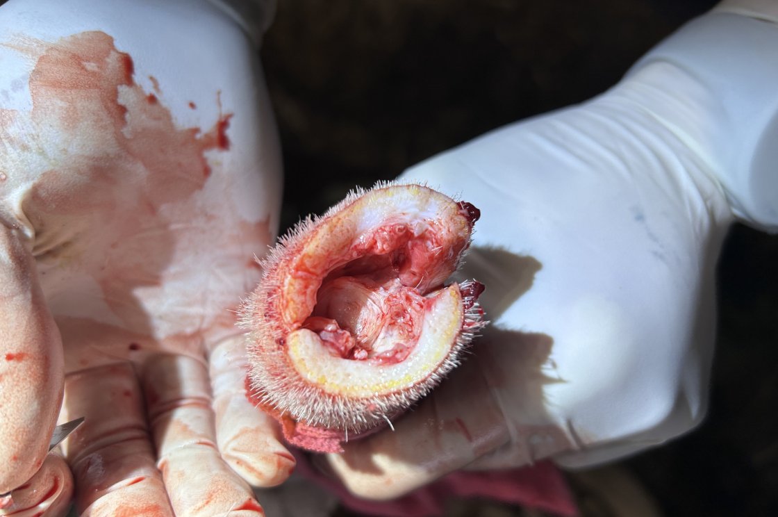 Amputace obratlů a nekrotické tkáně, okolní kůže se nechává přesahovat cca 2 cm tak, aby se rána dala zašít