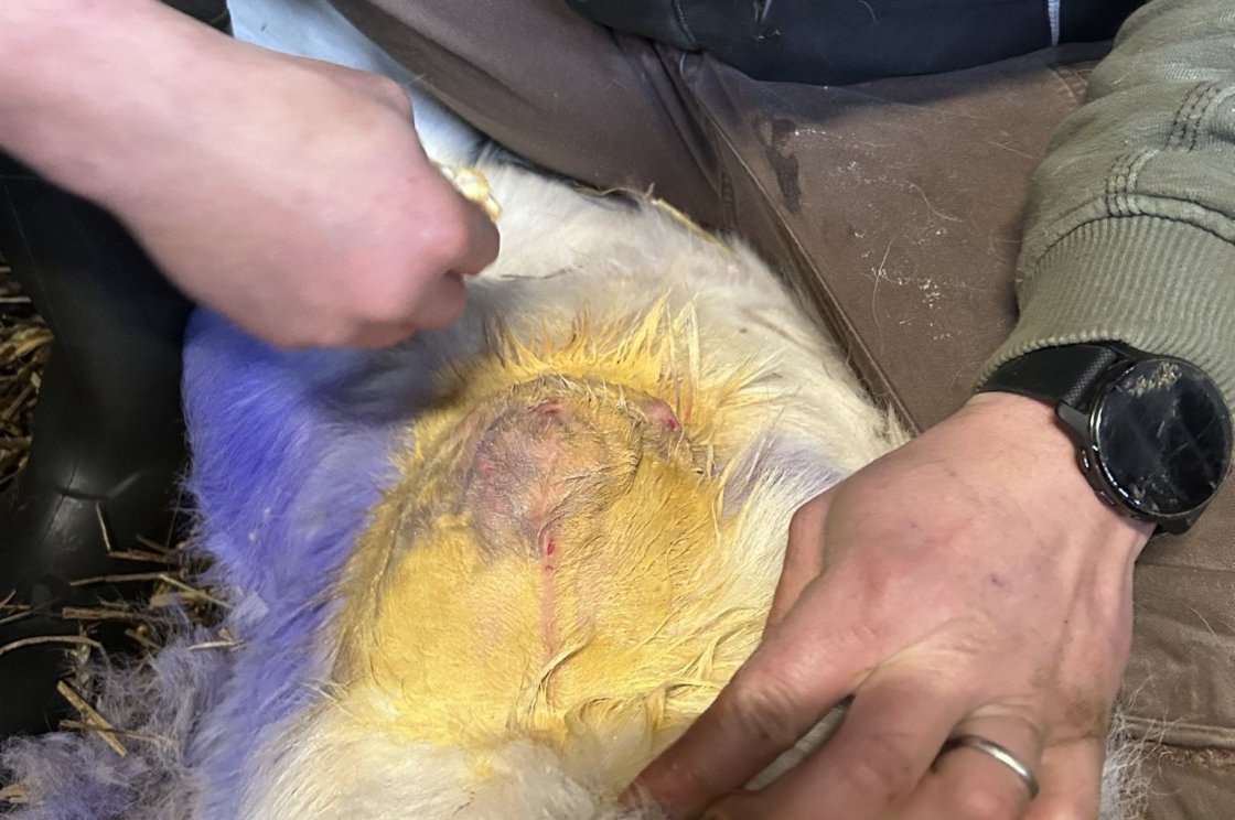 Příprava operačního pole - důsledná dezinfekce betadinovým mýdlem
