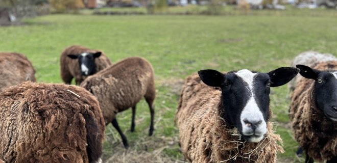 Veterinární služby 
s láskou a péčí