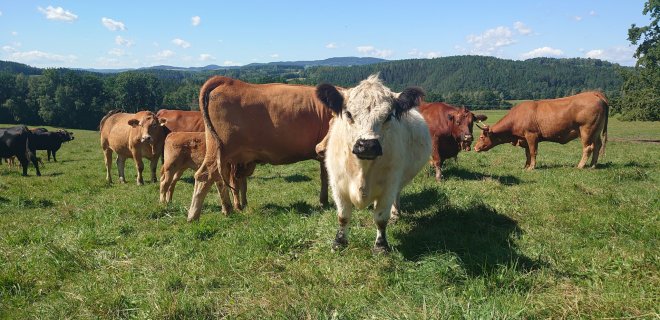 Veterinární služby 
s láskou a péčí